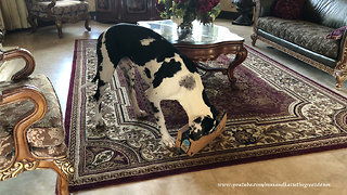 Great Dane has fun opening Amazon box