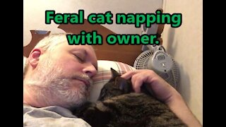 Rescued feral cat enjoys napping and sleeping with owner