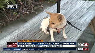 Pet of the week: Spice Girl, a 3-year old Chihuahua mix
