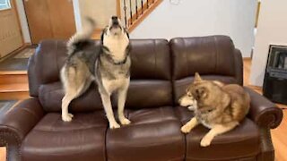 Três huskies ficam intrigados com cão de peluche