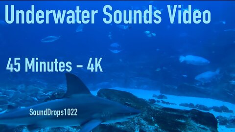 Get Refreshed With 45 Minutes Of Underwater Sounds Video