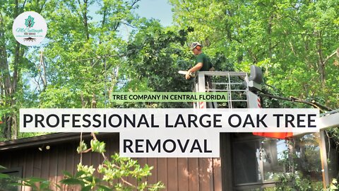 How We Removed A Large, Dangerous Oak Tree From a Yard