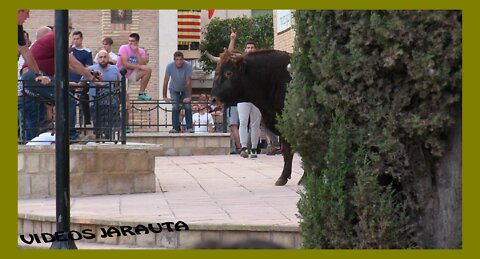 FRÉSCANO ( ZARAGOZA ) TARDE VACAS CALLE ( SABADO 15 OCTUBRE 2022 ) EL RUISEÑOR