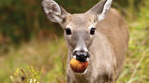 A Deer Gently Waits To Get By Me On The Trail