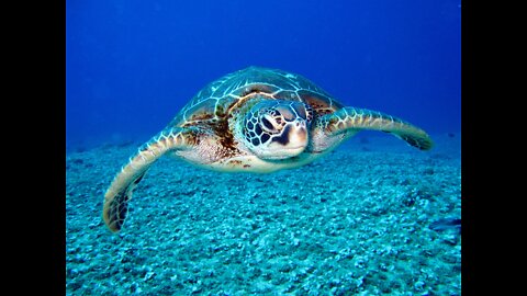 Sea Turtle Rescue Stuck Upside Down On Remote Beach🌊