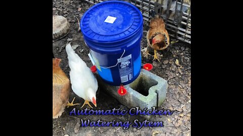 DYI Easy Automatic and Worry Free Chicken Watering System Super Simple