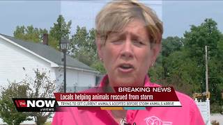 Pets needing rescue, during Tropical Storm Harvey