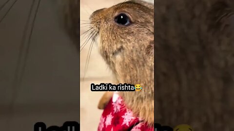 Ladki ka rishta😂😂 #shorts #shortsfeed #viralvideo #ytshorts #comedy