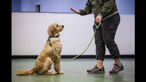 Extremely reactive pitbull + Leash reactive dog training