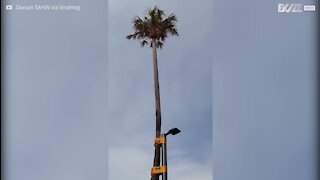 Un palmier et un lampadaire... unis pour la vie?