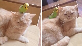 Parrot's best friend is a sweet and gentle cat