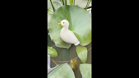 Cute duckling on lotus leaf
