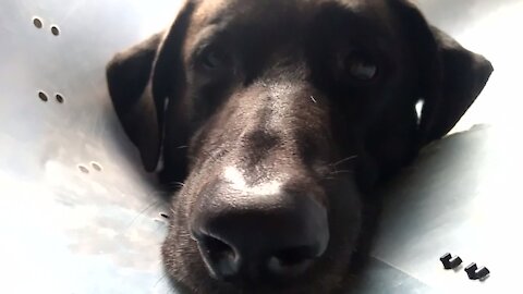 Labs Reaction To Wearing The Cone