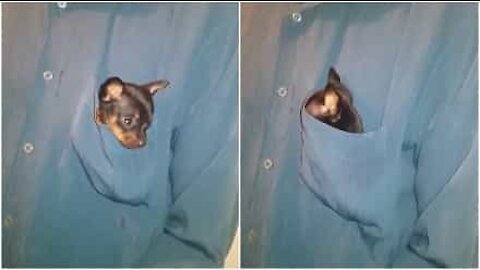 Cucciolo di pinscher si nasconde dentro una tasca