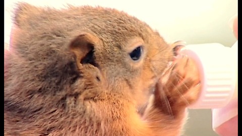 Baby Squirrels Rescued After Hurricane Destroys Their Nest