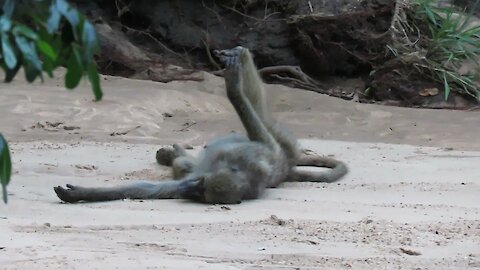 Baboon family enjoy lazy afternoon while lying in awkward looking body positions