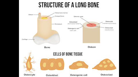 How My Bones Can Grow