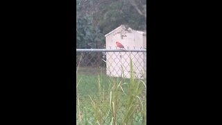 Cardinal visits our home