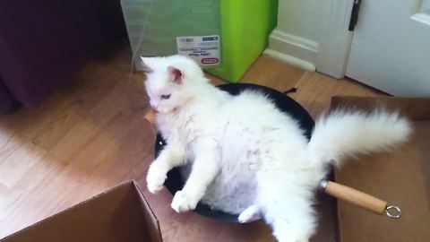 Cat Stuck In Wok Pan