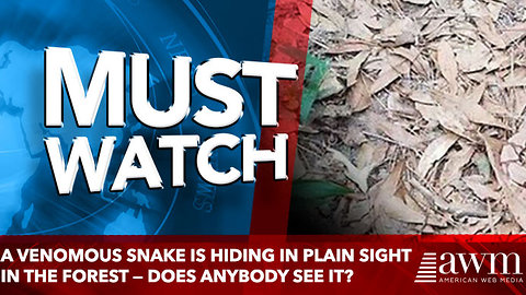A venomous snake is hiding in plain sight in the forest — does anybody see it?