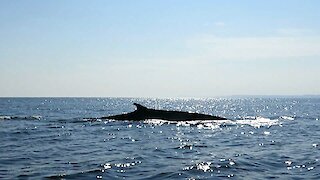 Research boat has extremely close encounter with fin whale
