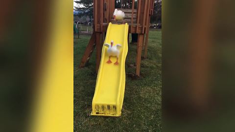 "Geese Having Fun On Slide"