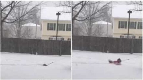 Demasiada neve para uma cadela tão pequena