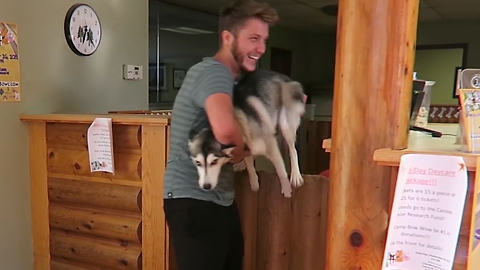 Husky emotionally reunited with owners after week apart