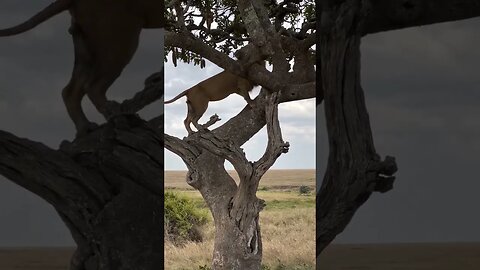 Lion walking on the tree 🦁🦁🦁🦁🌴🌲🌲....#animal #wildlife #instagram #animalphotography #lion #africa