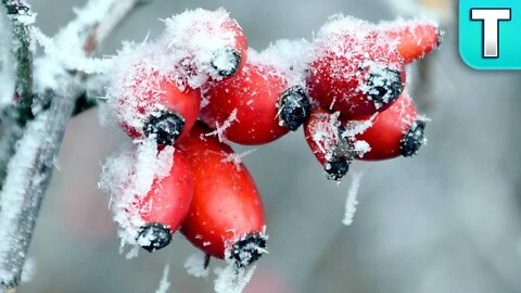 10 Fruits that Grow in Winter Ep. 17 | Top 10 Fruits You've Never Heard Of