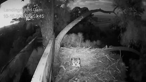 Female Great Horned Owl Stops By 🦉 10/10/23 06:53