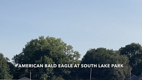 American Bald Eagle At South Lake Park