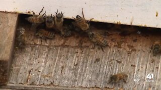 Nonprofit transforms vacant lots into urban bee farms