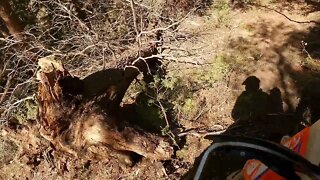 More epic singletrack through the woods of Colorado!