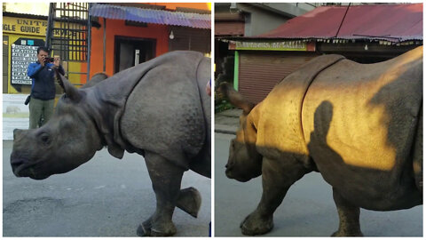 Tourists Touching the Rhino Walking on the Street