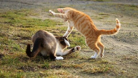Cute cat fighting moments original video
