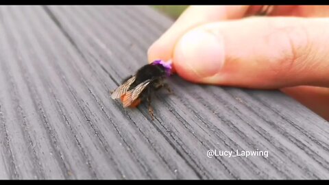 Red Bummed Bumblebee