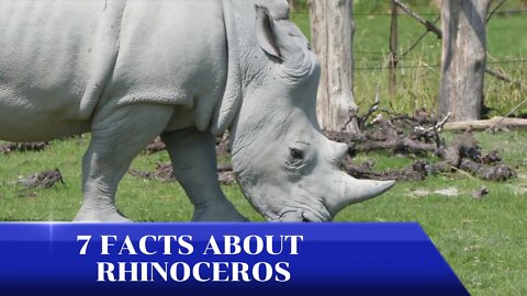 7 FACTS ABOUT RHINOCEROS