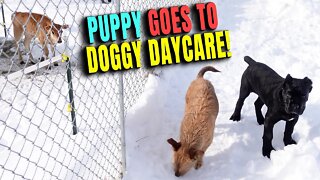 Puppy Goes To Doggy Daycare First Time!