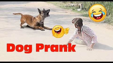 pranking dogs