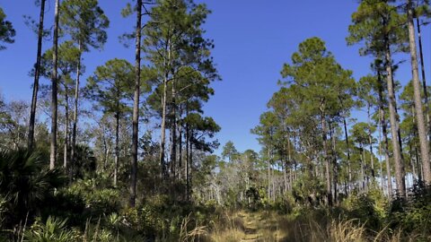 Walks in Paradise Part 4- Lower Suwannee National Wildlife Refuge- #4K #walks #DolbyVision