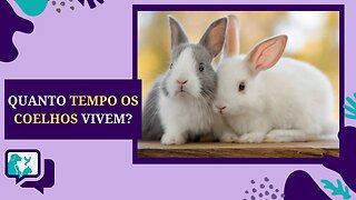 Quanto Tempo os COELHOS VIVEM? Um GUIA para a EXPECTATIVA DE VIDA de um COELHO DE ESTIMAÇÃO