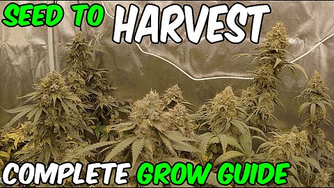 How to grow Blue Gelato 41 from SEED TO HARVEST Complete Grow Guide with TSL2000