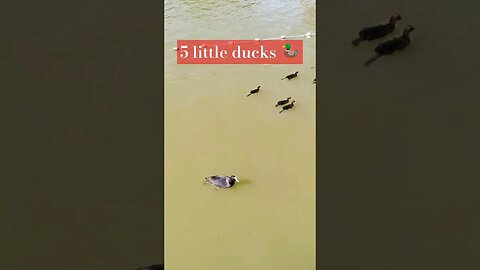 5 Little ducks 🦆🦆