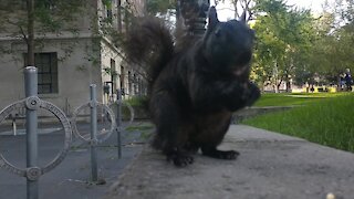 Urban Animals ~ Squirrel Up Close and Personal ~ Kisses Camera
