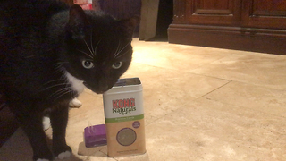 Funny Sid the Cat helps Himself to Catnip