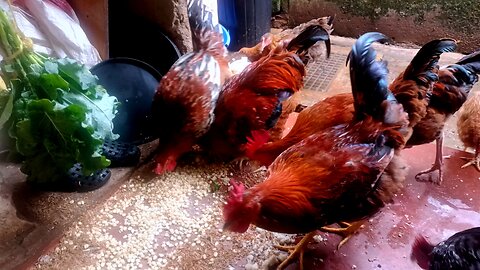 Chickens happily enjoy a feast on farm in Kenya, Africa