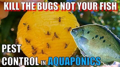 How to Control Pests in Aquaponics 🐟🌱🍓