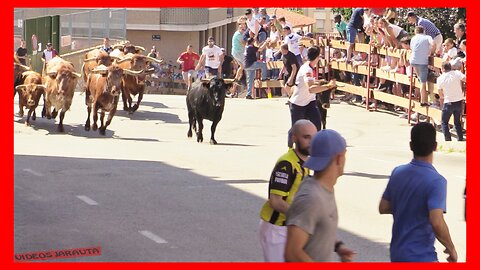 SORIA ( MATINAL ) ENCIERRO DE NOVILLOS CON VARIAS PASADAS ( DOMINGO 25 JUNIO 2023 ) TOROPASION