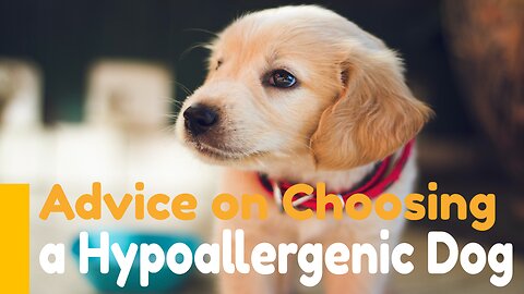 Advice on Choosing a Hypoallergenic Dog